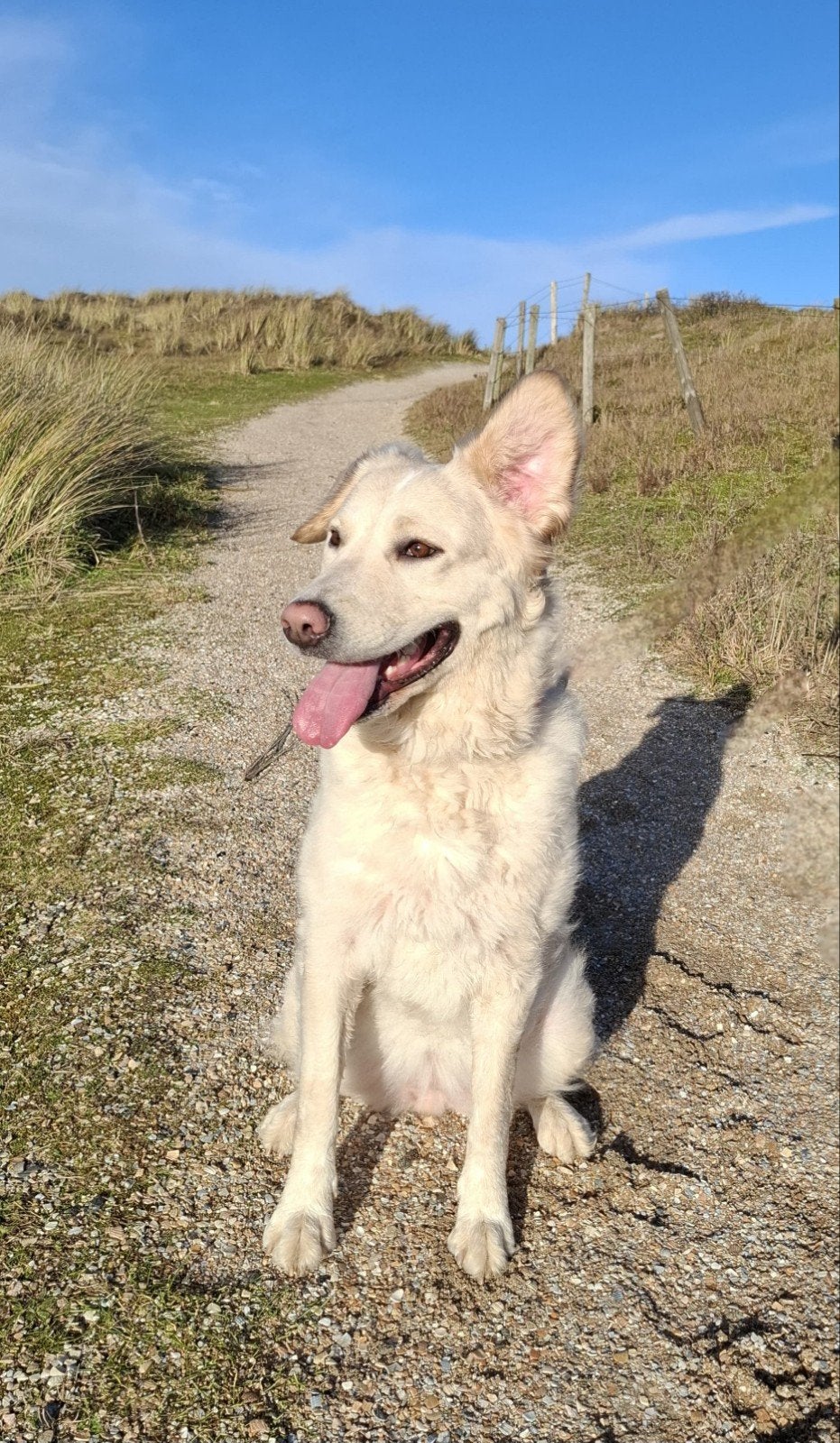 Mila, Maremma teefje van 4 jaar, Parvo, Particulier, Buitenland, Teef