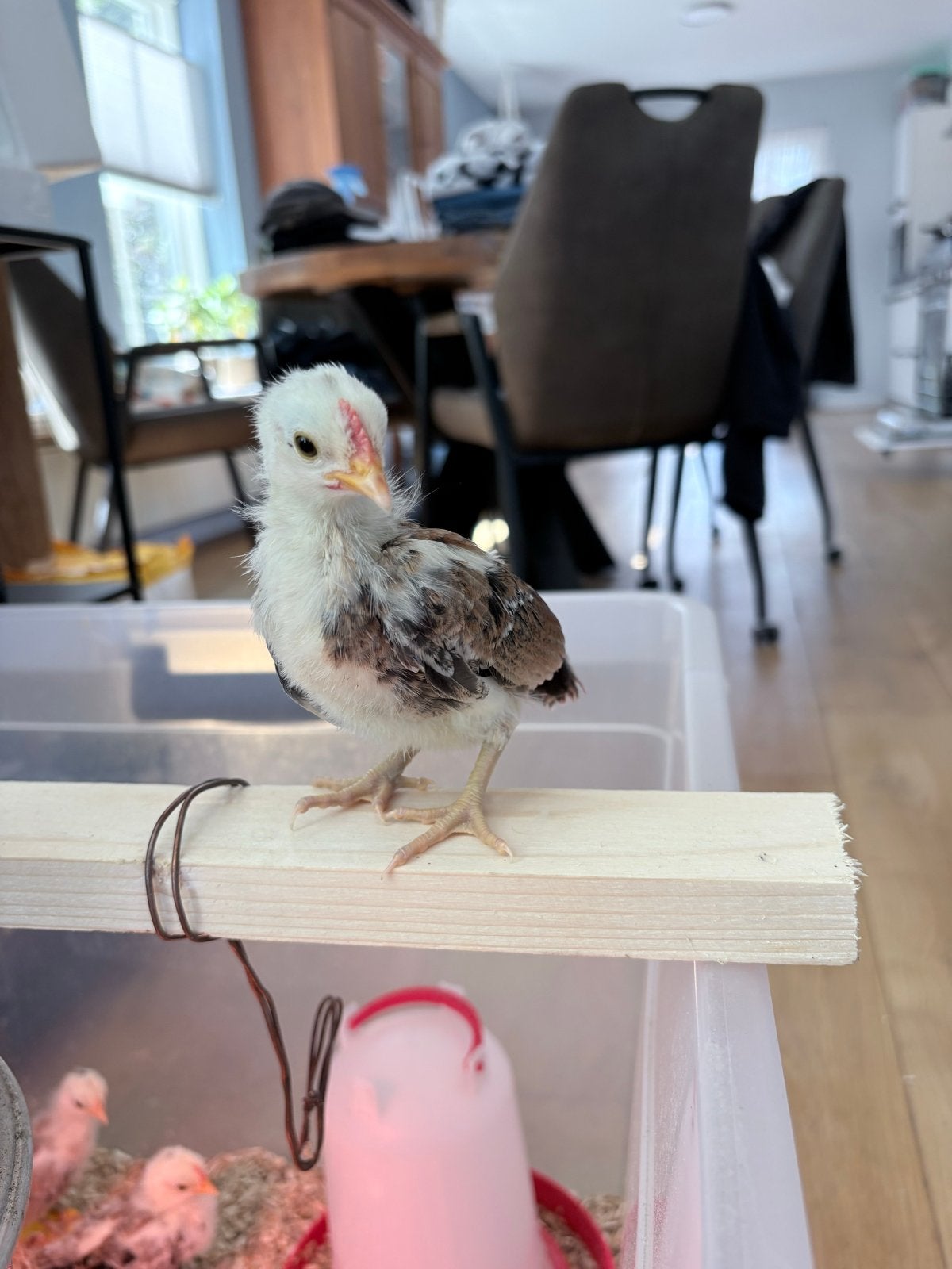 2x hollandse kriel kuikens (haan), Meerdere dieren, Kip