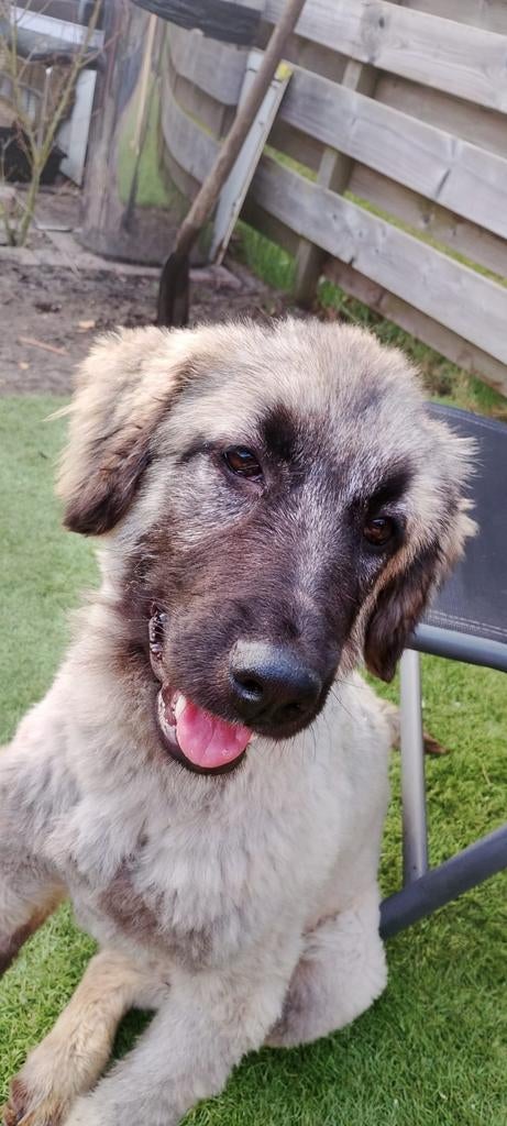 Prachtige hond uit Bosnië, Dieren en Toebehoren, Particulier, Buitenland, Teef, Groot