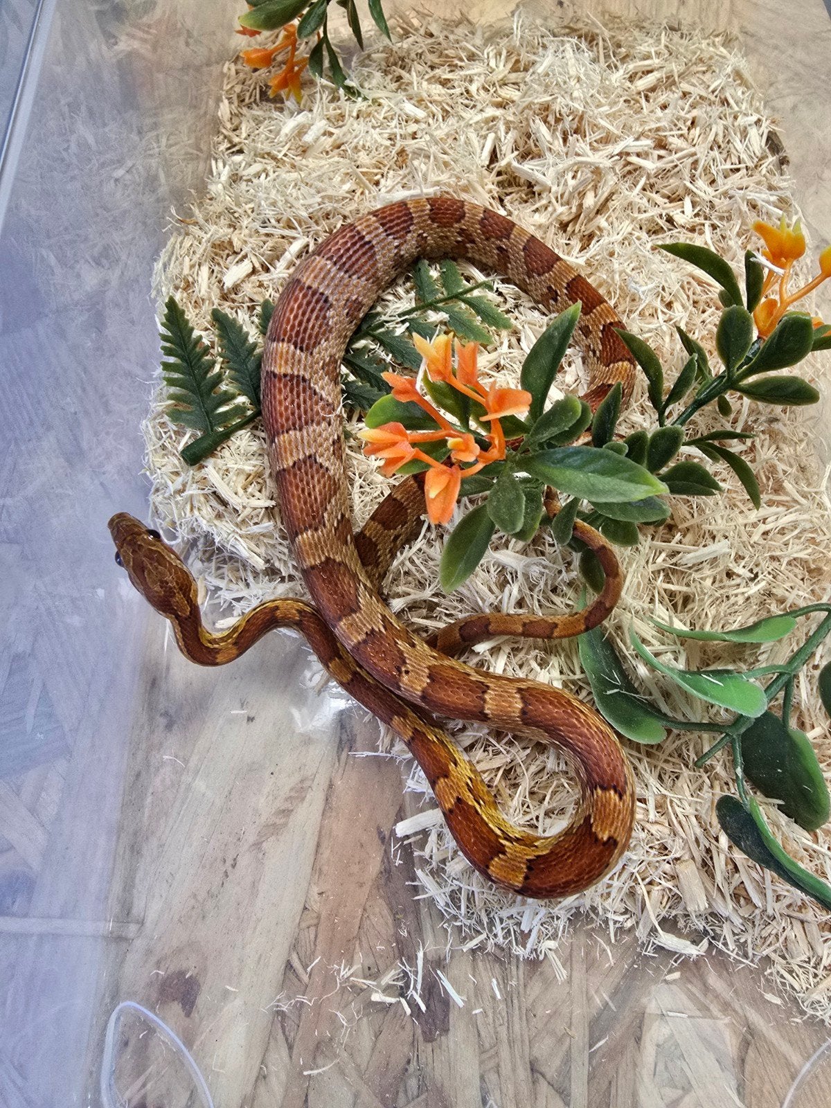 RATTENSLANGEN – PANTHEROPHIS GUTTATUS

Pantherophis guttatus, Hagedis, 0 tot 2 jaar