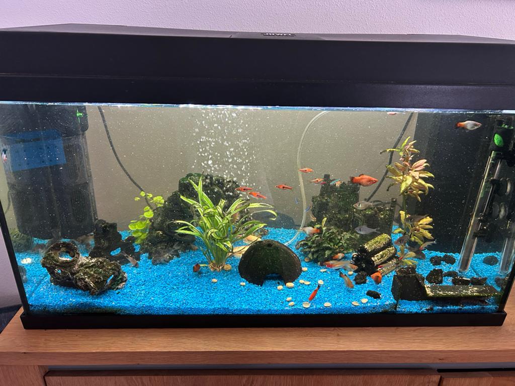 Juwel Aquarium Primo 110 incl vissen, Dieren en Toebehoren, Ophalen, Inclusief toebehoren, Gevuld zoetwateraquarium, Juwel