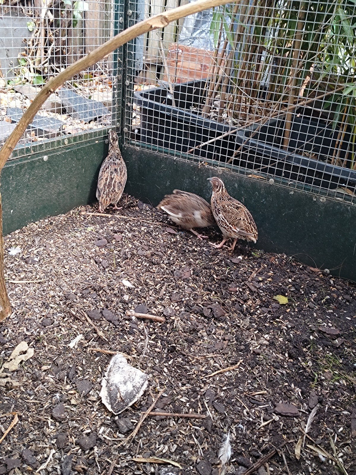 te koop 2 vrouwtjes en 1 mannetjes japanse kwartel, Dieren en Toebehoren, Pluimvee, Meerdere dieren, Overige soorten