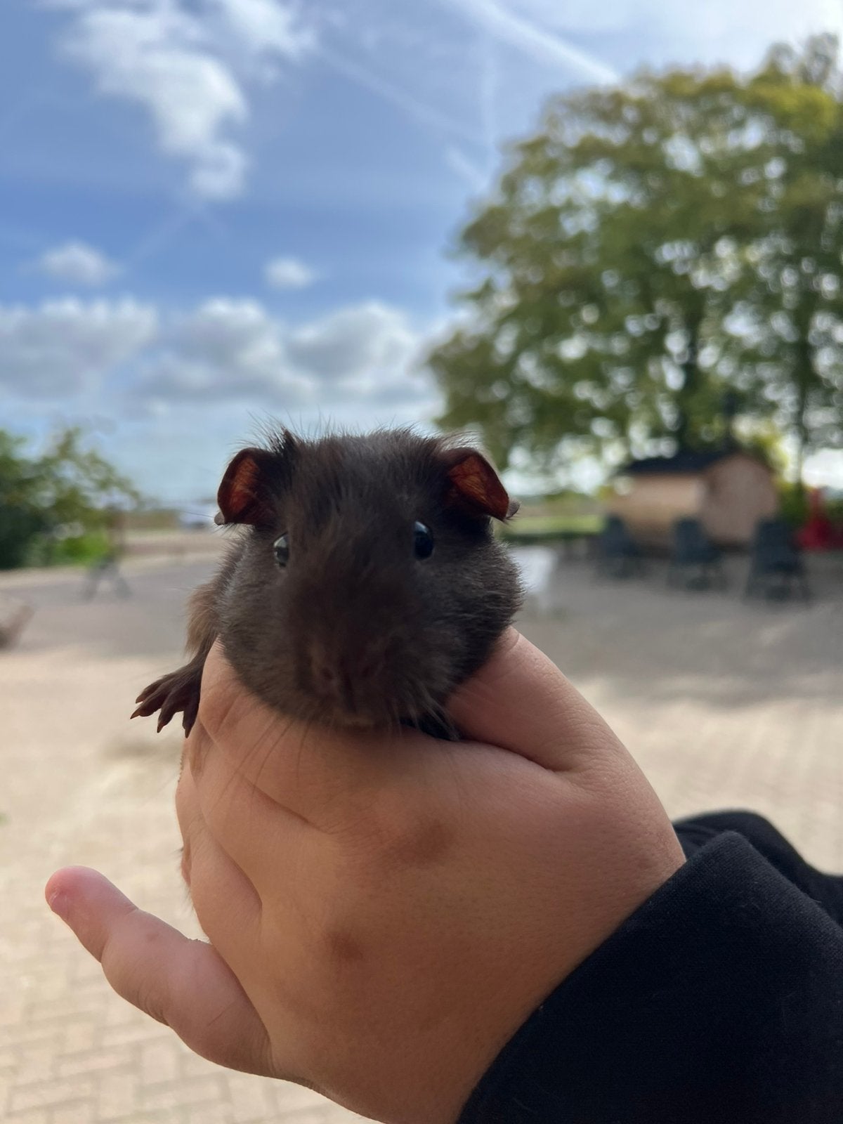 Mannetjes cavia’s / beertjes te koop, Dieren en Toebehoren, Cavia, Juni, Mannelijk, Tam