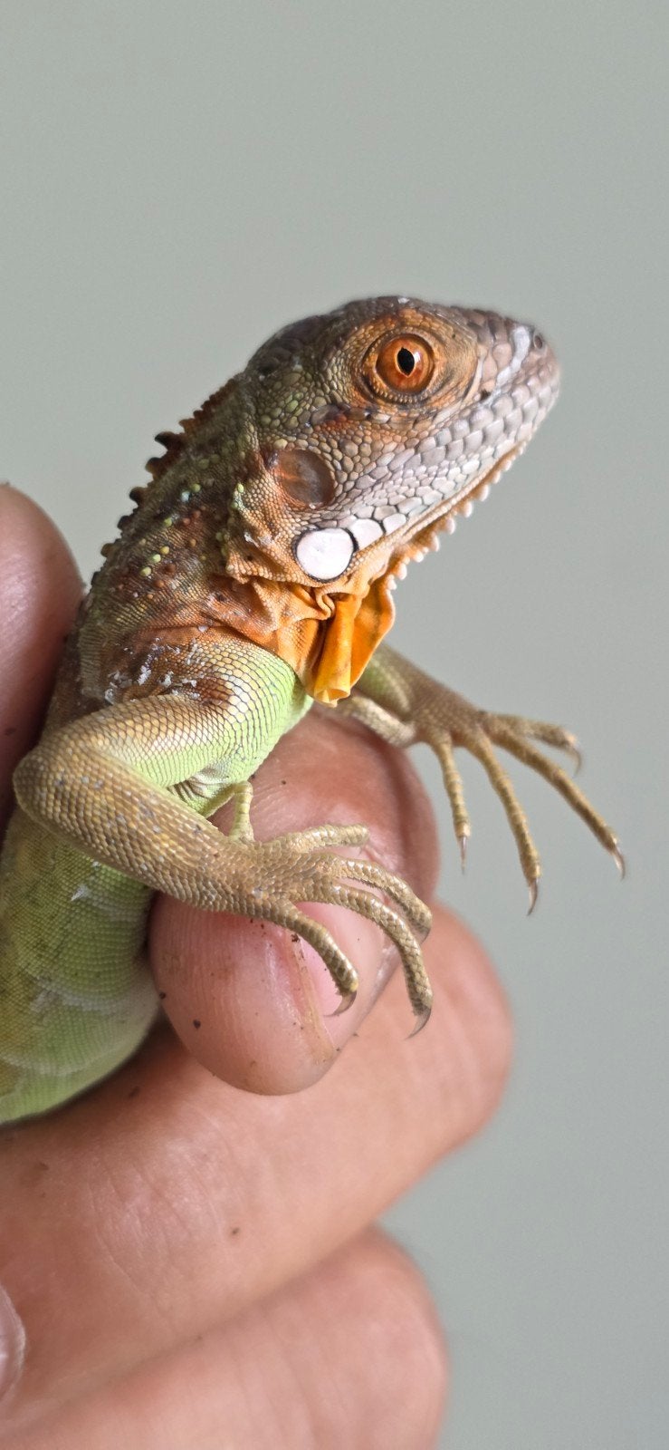 Groene leguanen , morphs, Dieren en Toebehoren, Hagedis, 0 tot 2 jaar