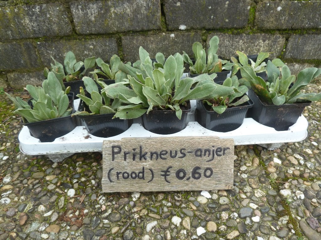 Prikneus anjer planten, Tuin en Terras, Volle zon, Tweejarig, Zomer, Ophalen