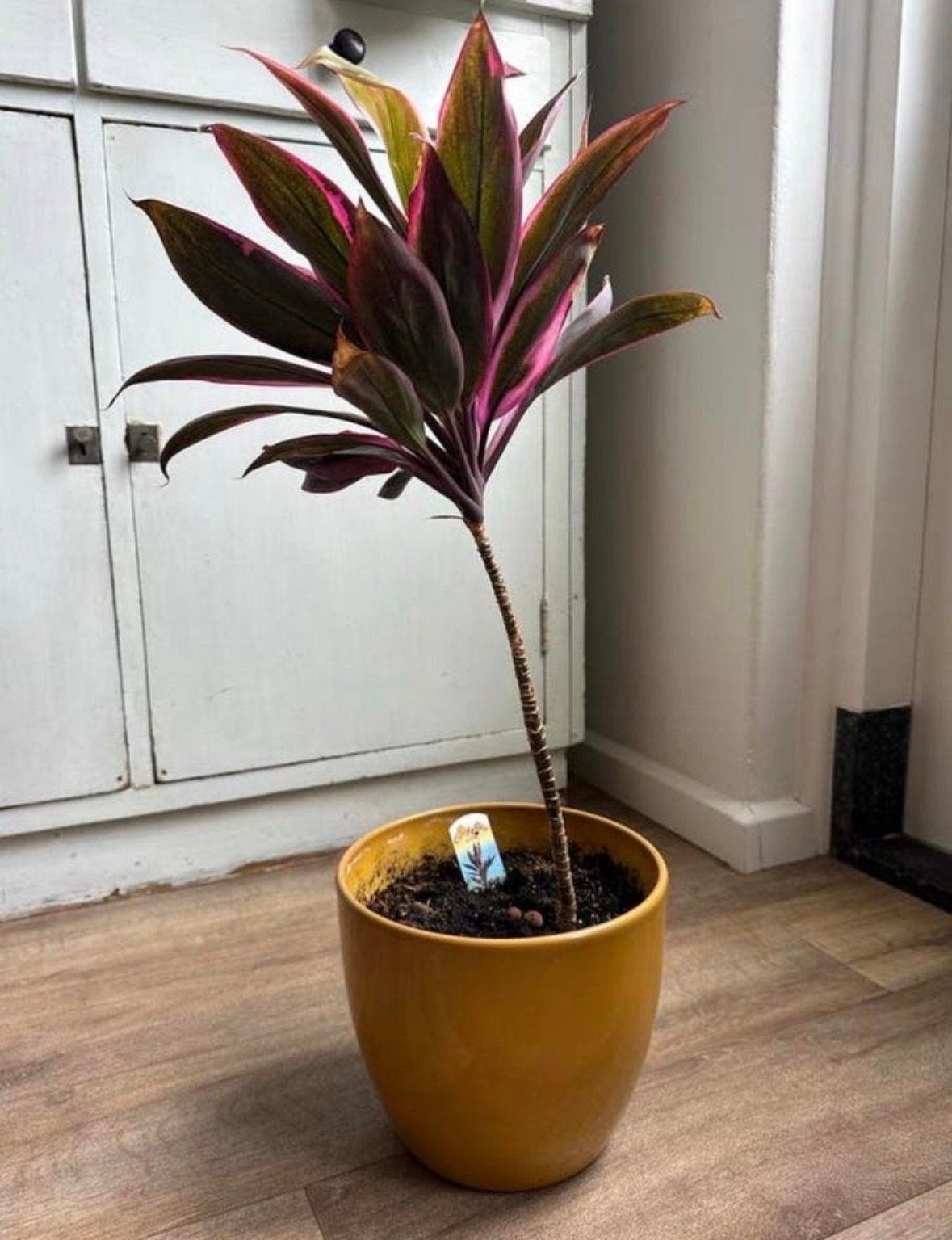 Cordyline Rumba plant - 70 cm hoog inclusief pot, Ophalen, Minder dan 100 cm