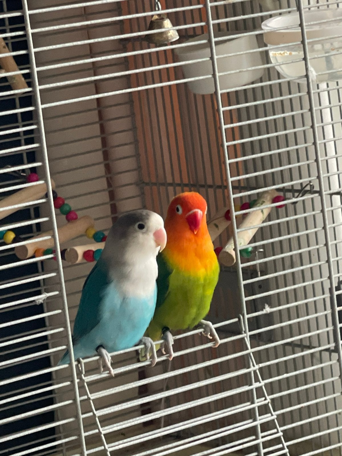 Mooie Agapornissen (Lovebirds) – €50 per stuk, Dieren en Toebehoren, Dwergpapegaai of Agapornis