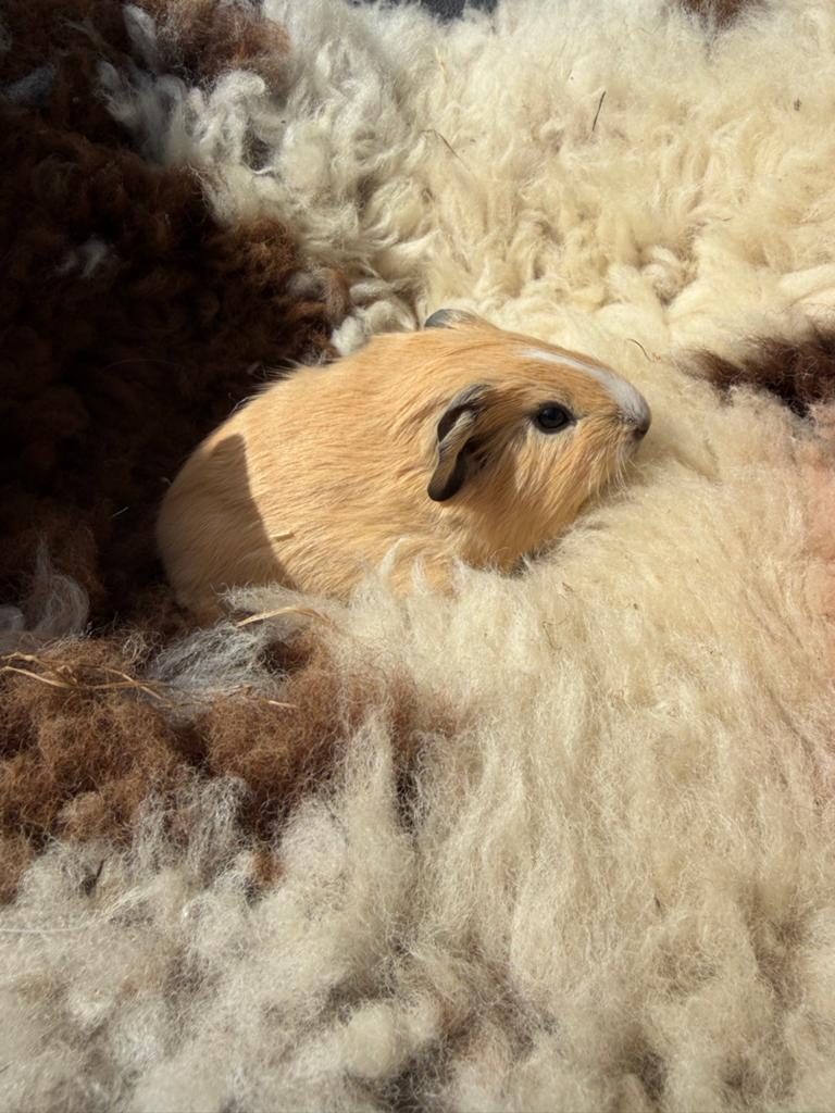 California gladhaar beertjes; kunnen nu verhuizen!, Dieren en Toebehoren, Knaagdieren, Mei, Mannelijk, Cavia