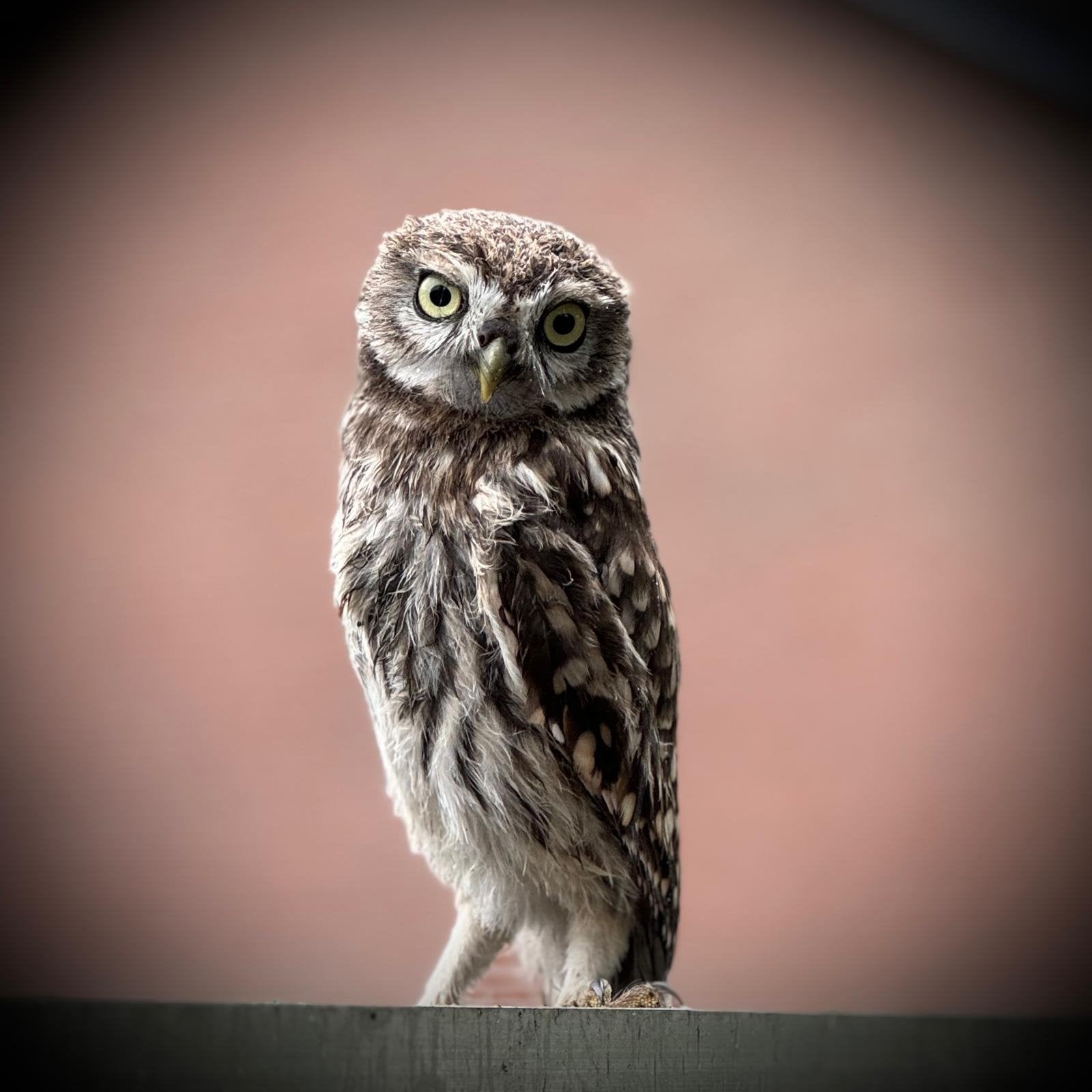 Steenuilenkast, Tuin en Terras, Vogelhuisjes en Vogelbaden, Ophalen of Verzenden, Nieuw