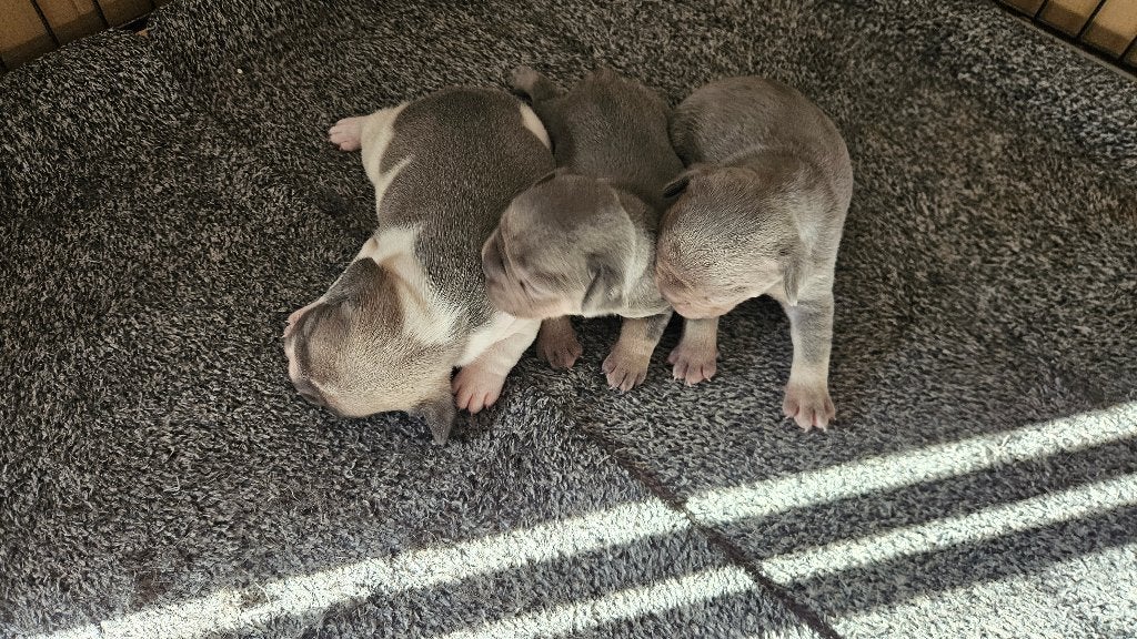 franse bulldog pups met stamboom, Dieren en Toebehoren, Parvo, Nederland, 8 tot 15 weken, Bulldog