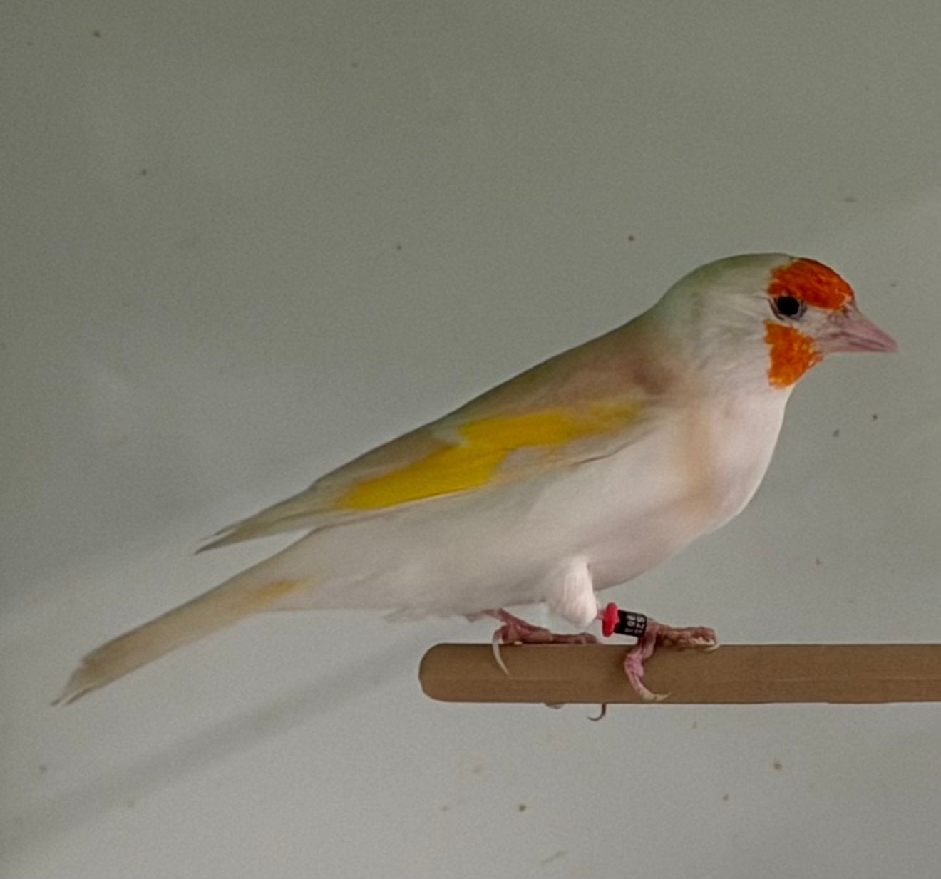 Forse Major Putters Carduelis Distelvink, Dieren en Toebehoren, Meerdere dieren, Wildzangvogel, Geringd