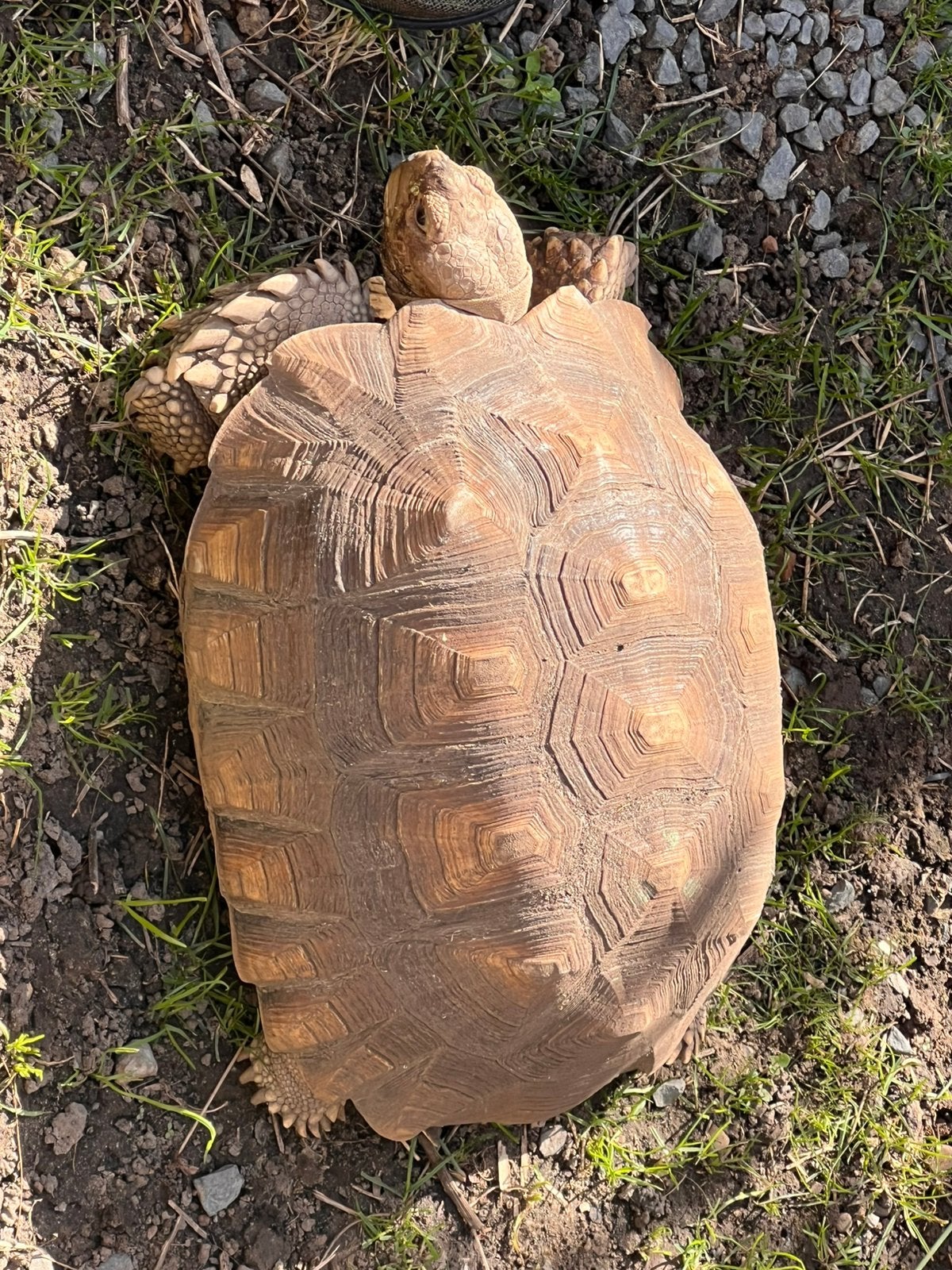 Sulcata landschildpad. Tortoise - female for sale from Subira