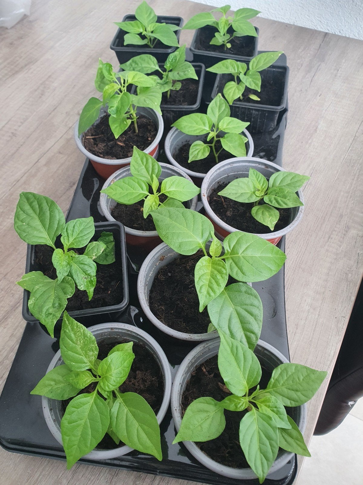 Surinaamse Madame Jeanette peperplantjes moestuinplantjes, Ophalen, Volle zon, Groenteplanten, Eenjarig