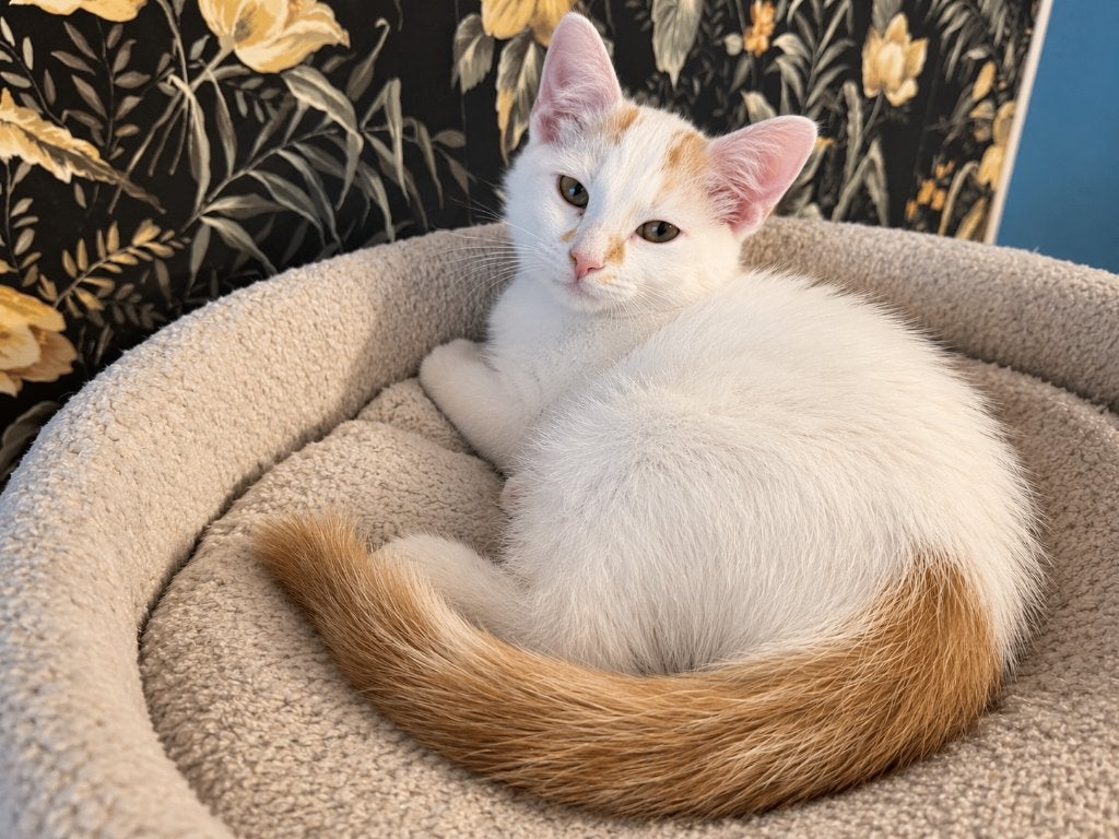 Sefke 6 maanden jong, Dieren en Toebehoren, Kater, Kortharig, 0 tot 2 jaar
