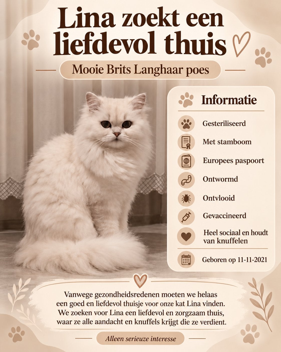 Britse langhaar poes, Poes
