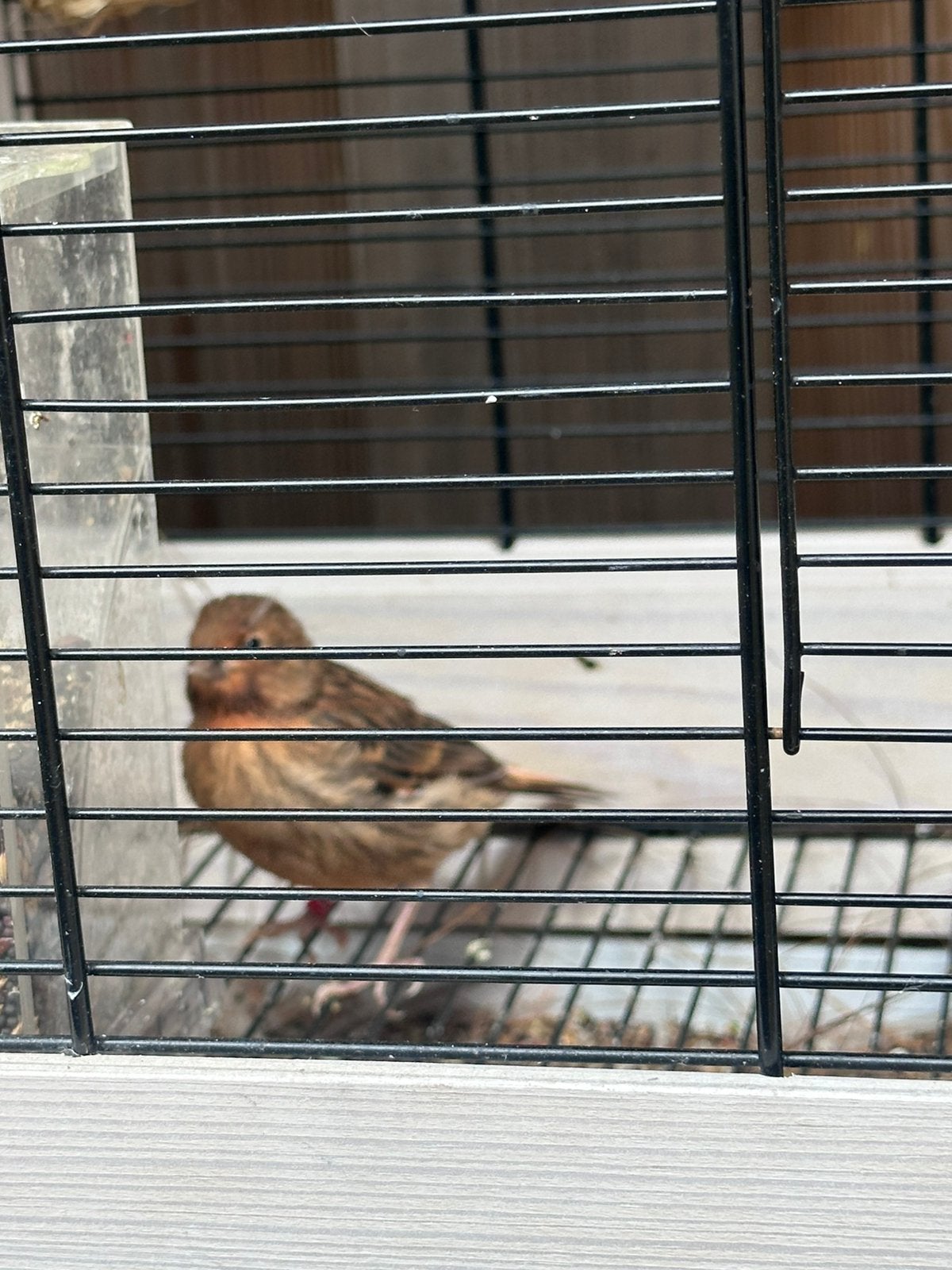 Gezond kanarie 20 euro, Dieren en Toebehoren, Vogels | Kanaries, Mannelijk, Kleurkanarie