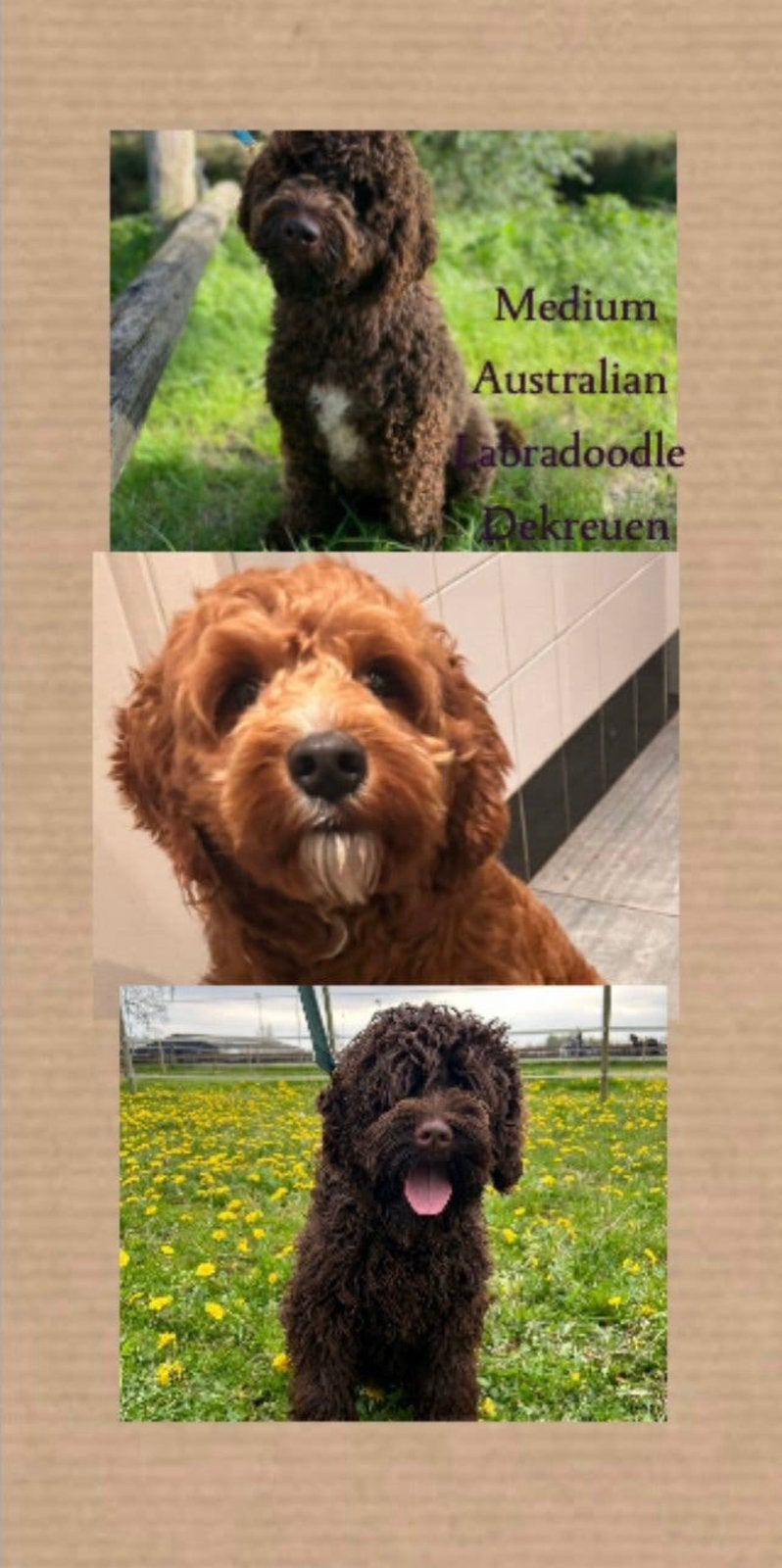 Medium Australian Labradoodle dekreuen, bruine/rode/bruine!, Reu, CDV (hondenziekte), Meerdere, 3 tot 5 jaar