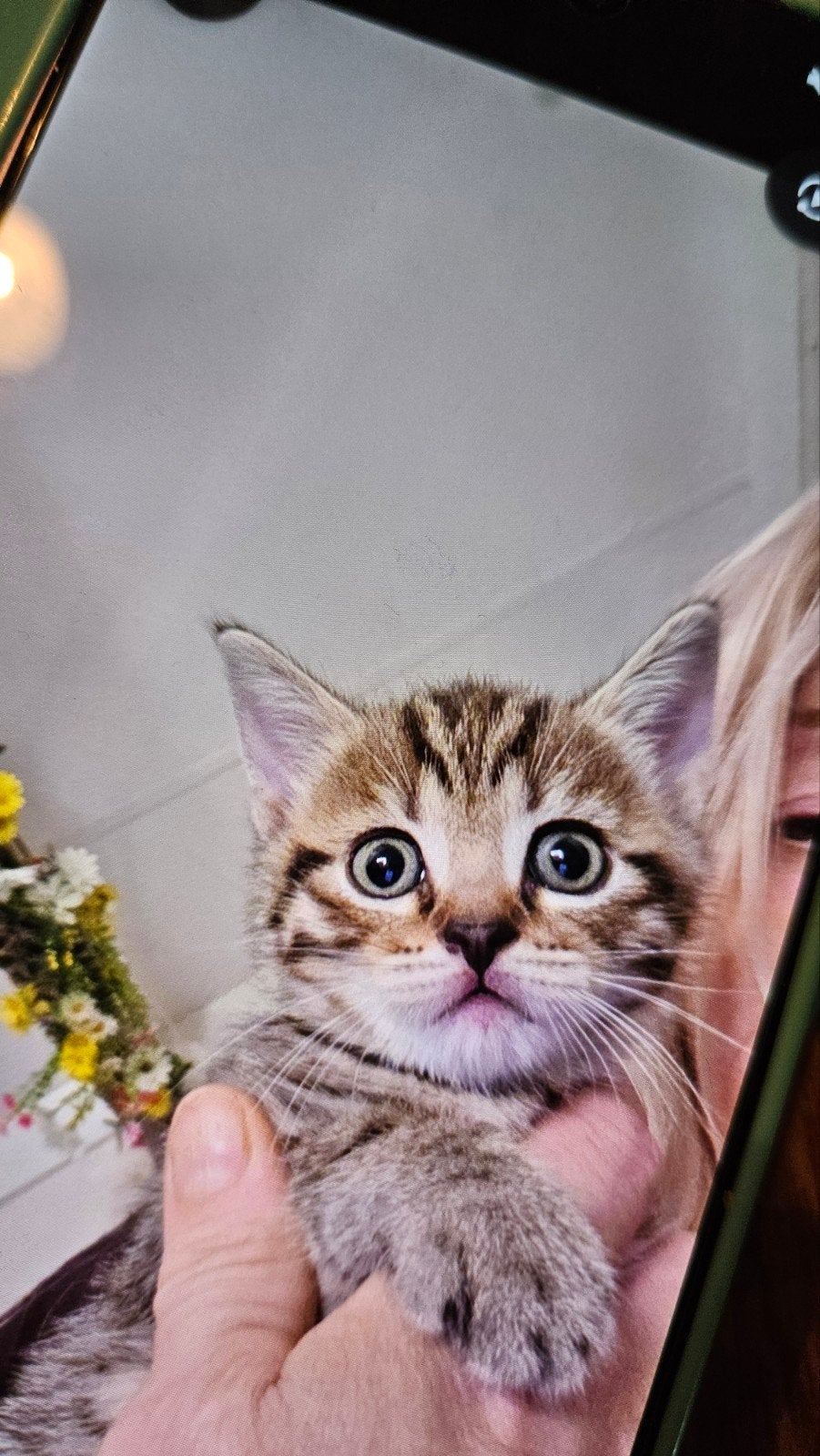 6 weken oude kater, Kater, Kortharig, 0 tot 2 jaar
