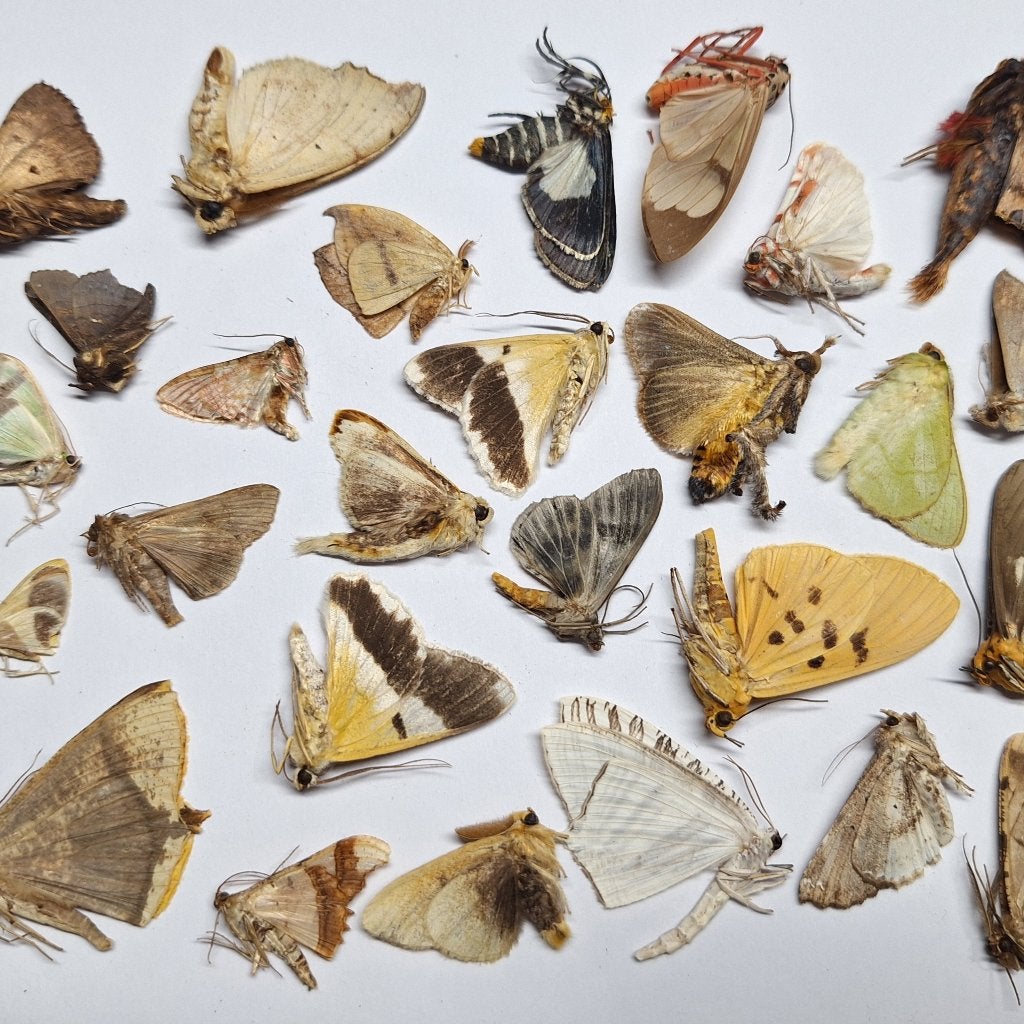 Motten mix 25 ongeprepareerde motten, Ophalen of Verzenden, Nieuw, Insect, Opgezet dier