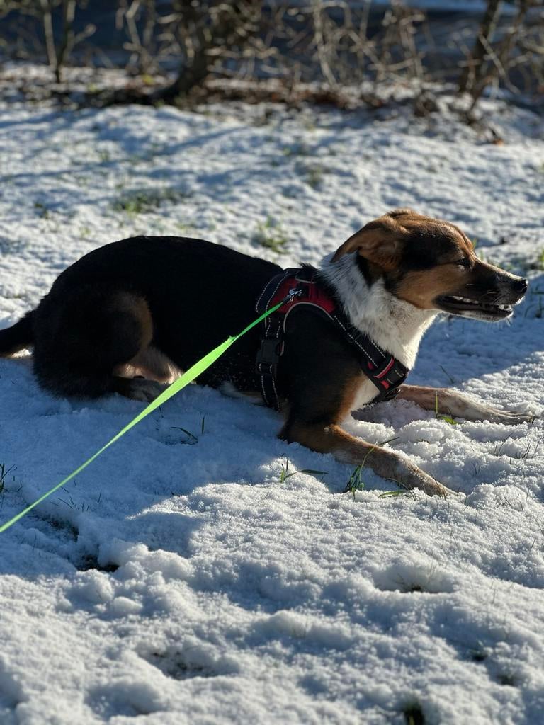 Hond ATES zoekt een warm thuis, Dieren en Toebehoren, Honden | Niet-rashonden, Particulier, Reu, Buitenland, Parvo
