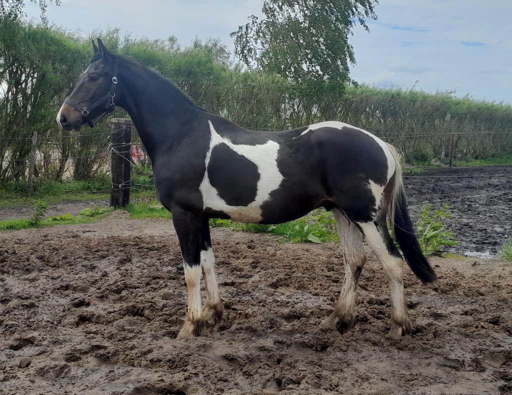 Stoere 3jr bonte ruin, Dieren en Toebehoren, Paarden, Met stamboom, Ruin, Dressuurpaard, 3 tot 6 jaar