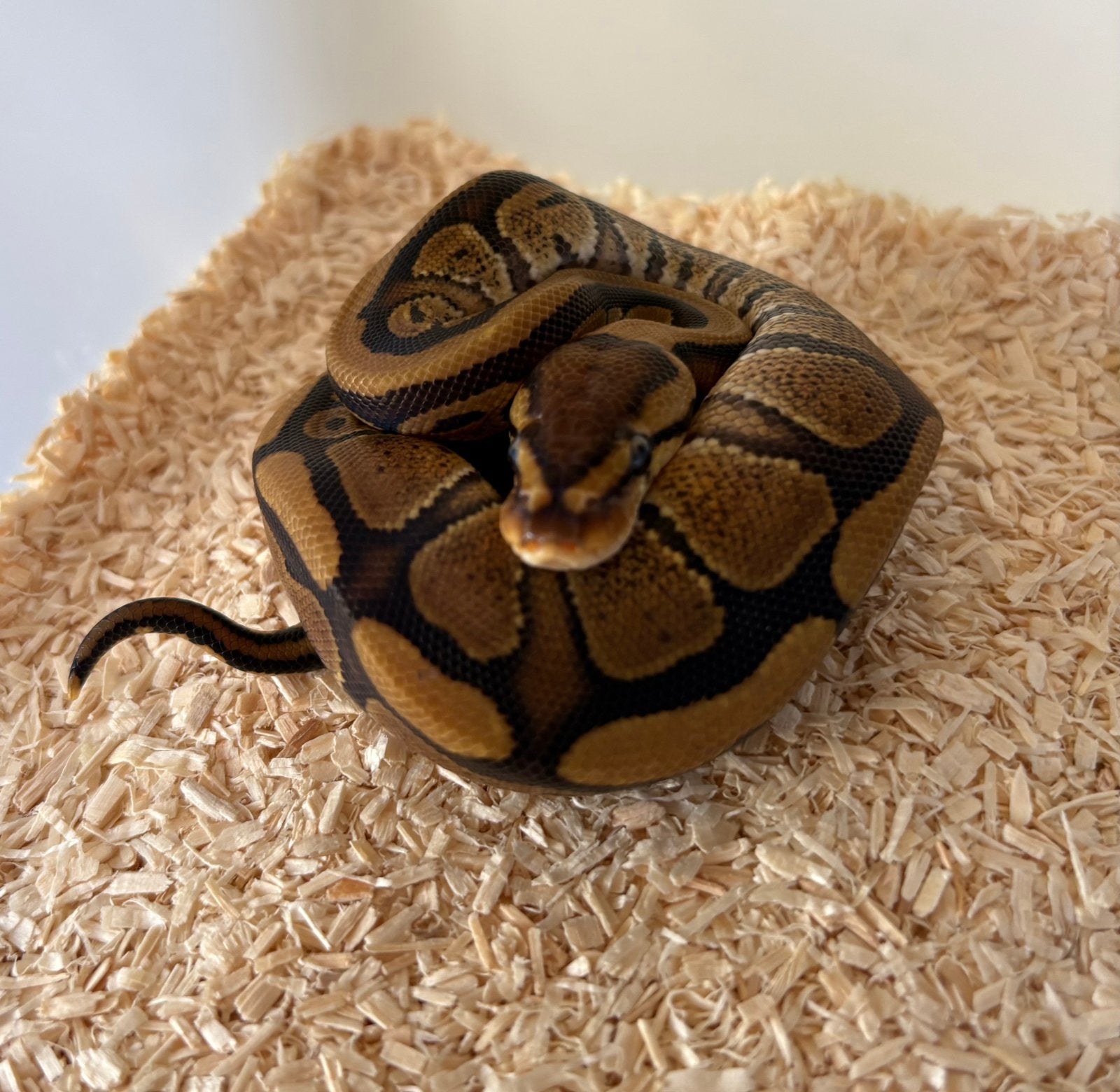 Red Stripe dh DG Clown man koningspython ballpython Ball Python photo 2