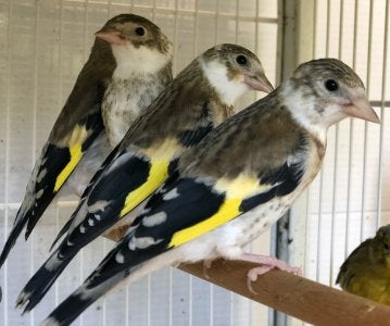 Chardonneret , Putters , Distelvink, Dieren en Toebehoren, Meerdere dieren, Bastaard