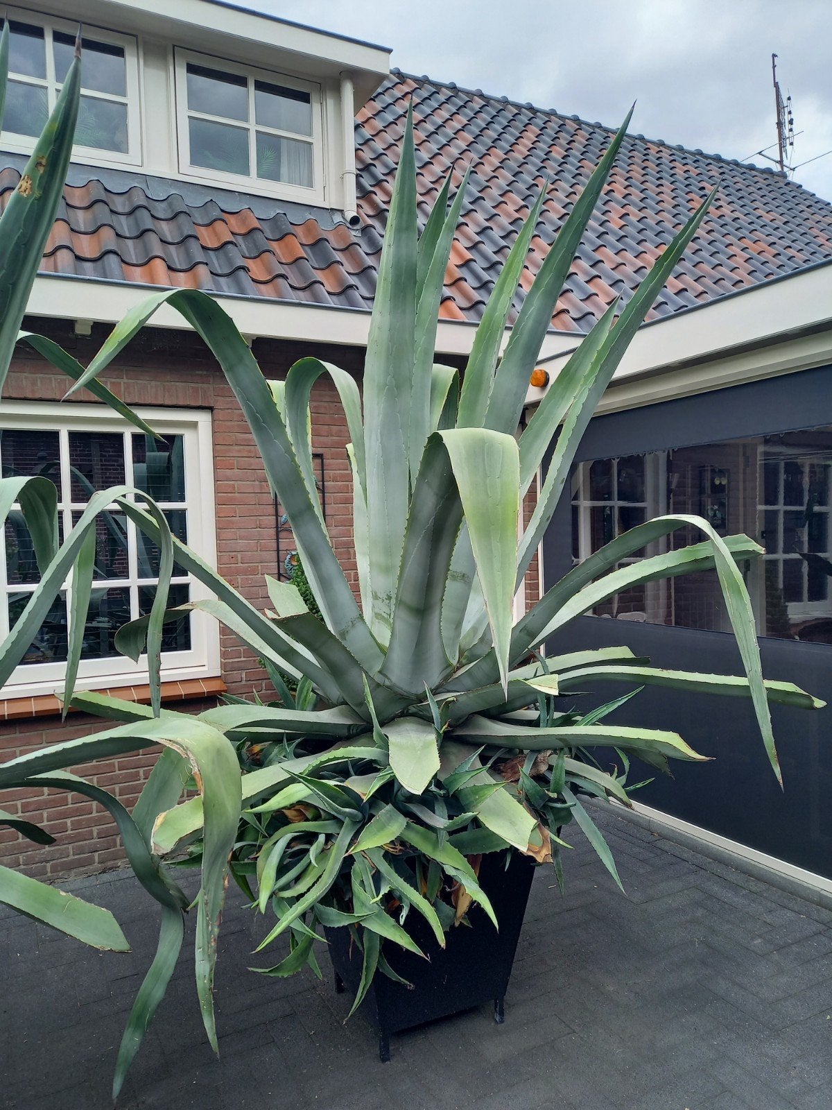 Supergrote Agave !, Ophalen, Bloeit niet, Overige soorten, Volle zon