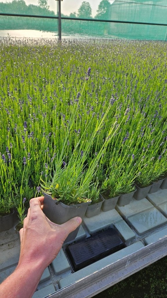 Restpartij 300x Lavandula hidcote - winterhard - goedkoop, Bodembedekkers, Volle zon, Vaste plant, Ophalen of Verzenden