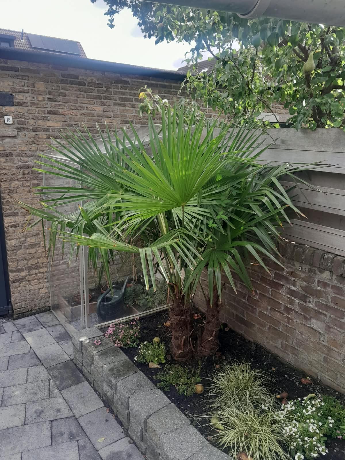 Mooie palmboom, 100 tot 250 cm, Zomer, Palmboom, Ophalen