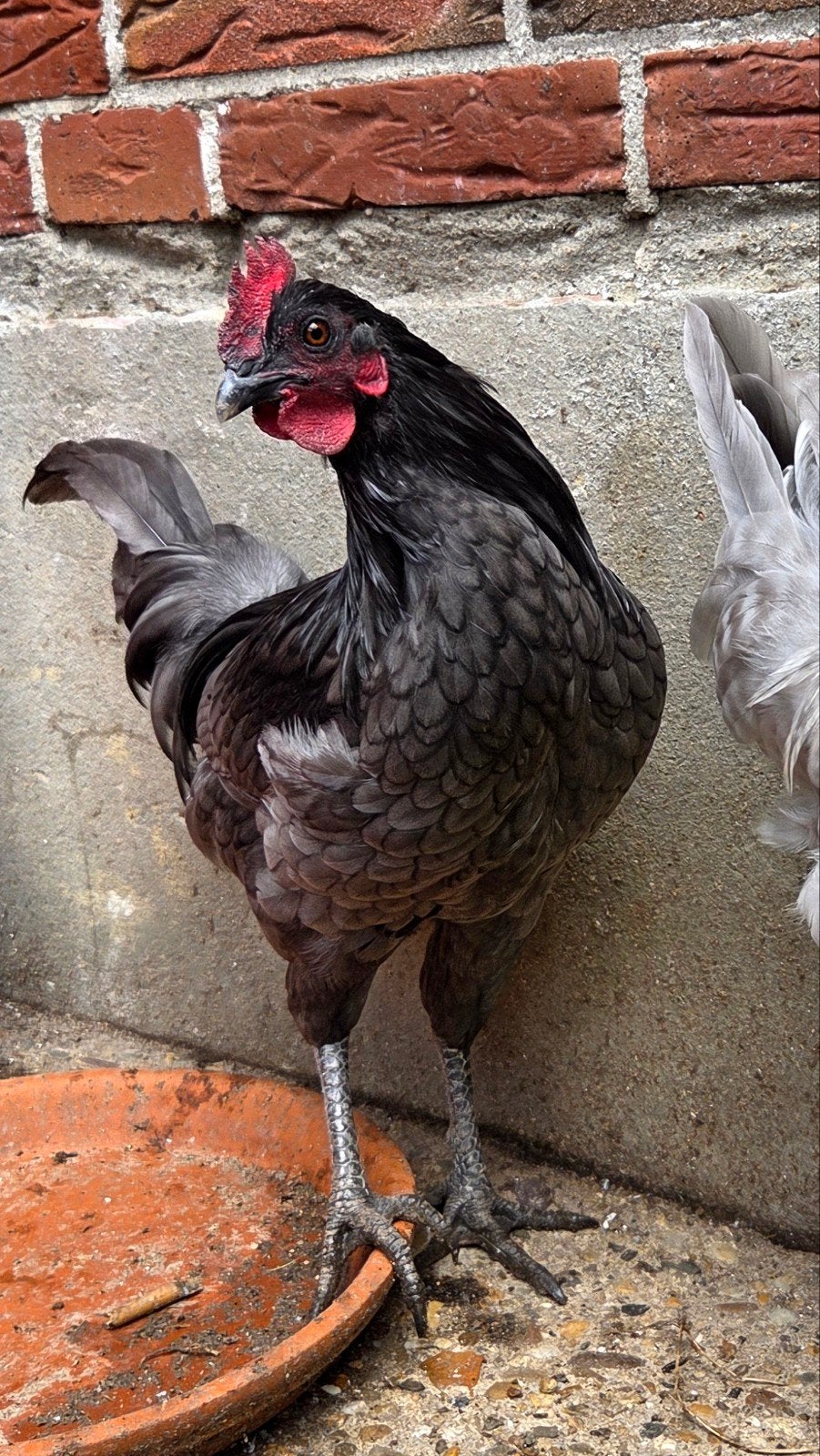 Ayam Cemani kruizing Kip, Dieren en Toebehoren, Pluimvee, Mannelijk, Kip