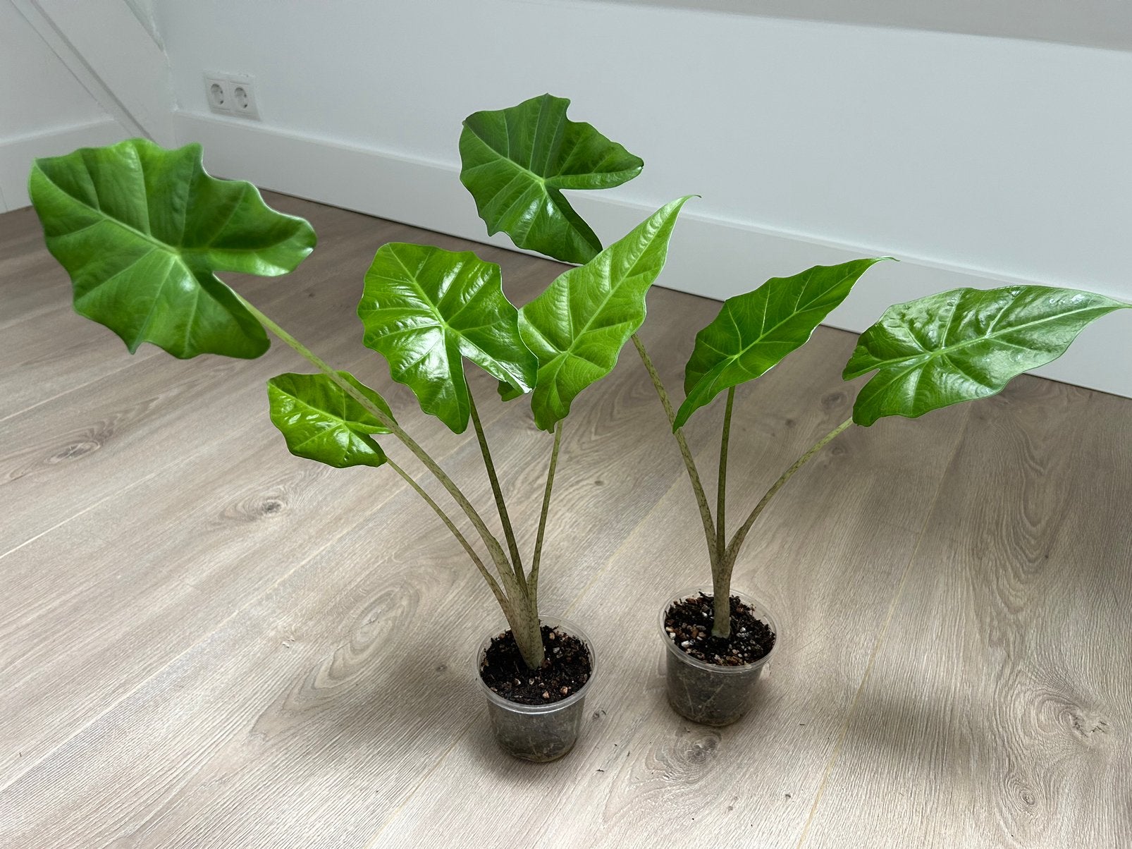 Alocasia Portodora (Olifantsoor) Babies – 5€ each, Ophalen, Halfschaduw, Minder dan 100 cm