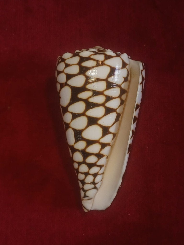 Schelpen, Conus marmoreus (Linnaeus, 1758), Verzamelen, Ophalen of Verzenden, Schelp(en)