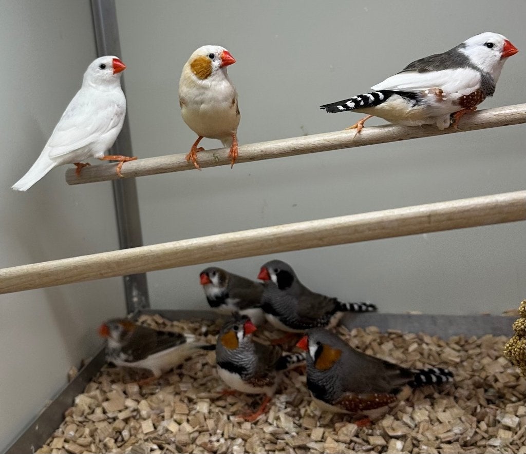 Zebravinken koppels, Dieren en Toebehoren, Meerdere dieren, Tropenvogel