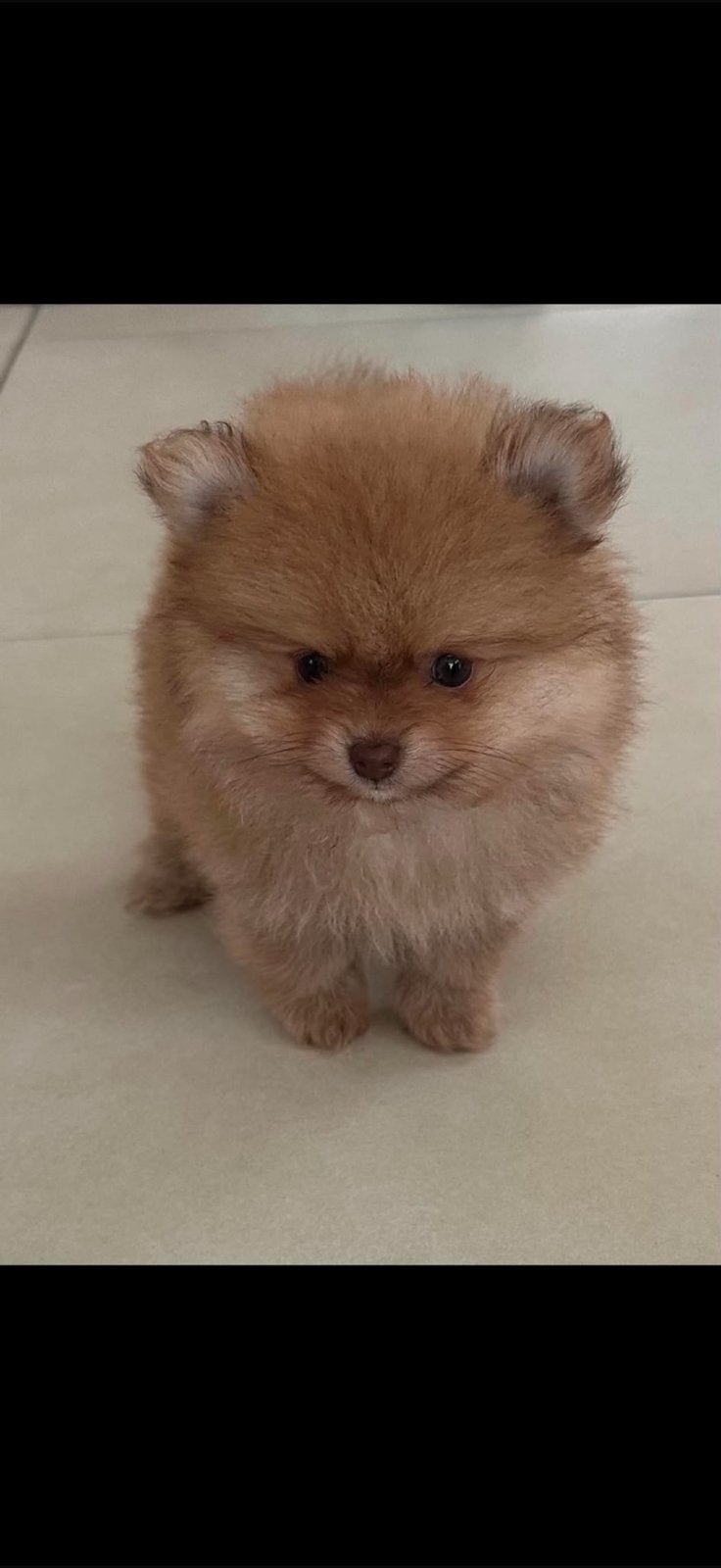 Bearface pomeriaan, 8 tot 15 weken, Parvo, Meerdere, Nederland