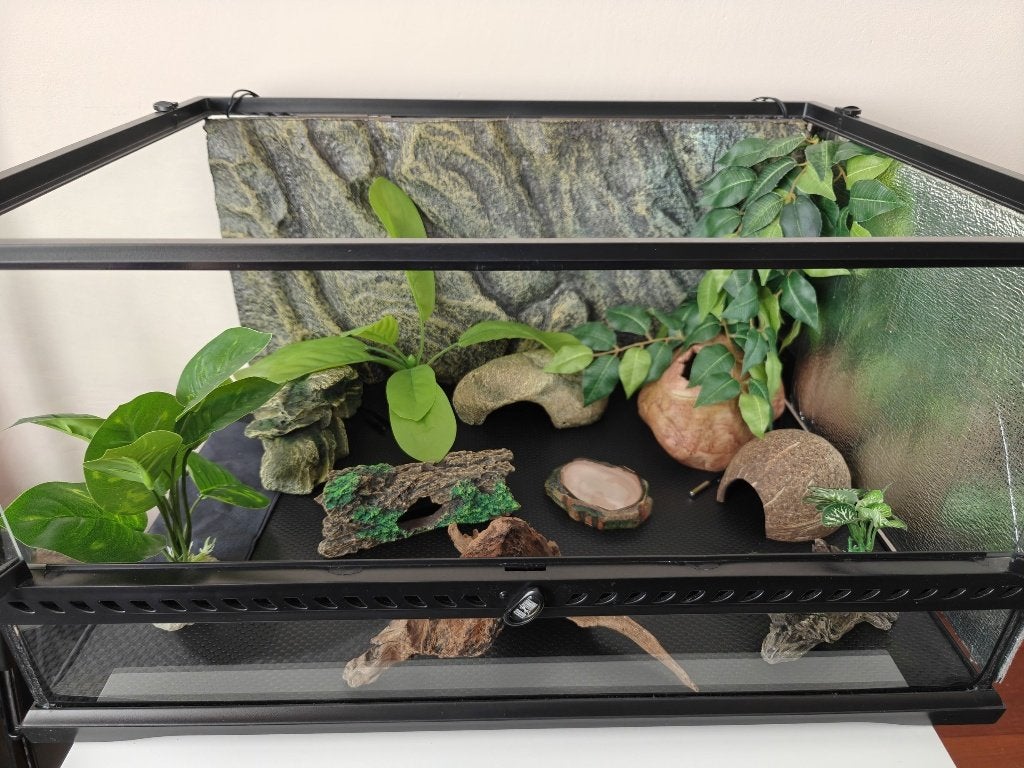 Luipaard gekko inclusief terarrium Leopard Gecko photo 11