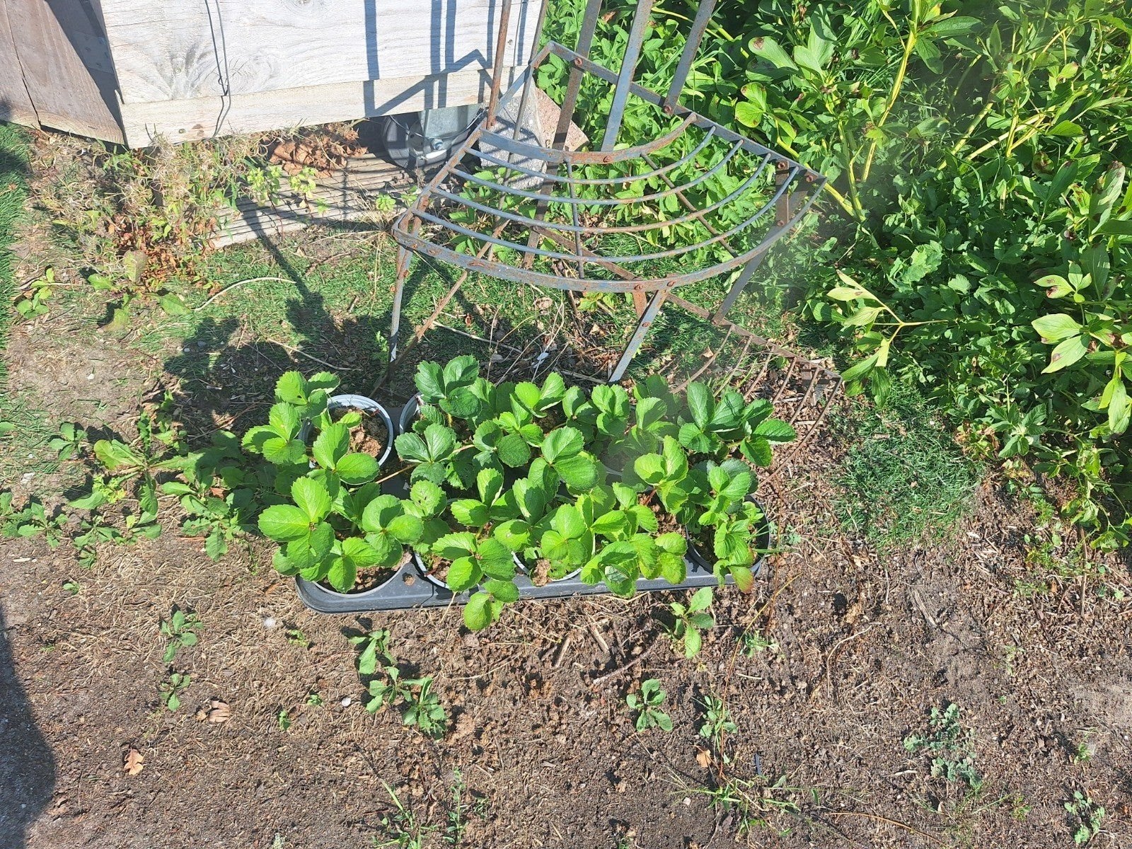 karona aardbei stevige stekken, Tuin en Terras, Planten | Tuinplanten, Ophalen