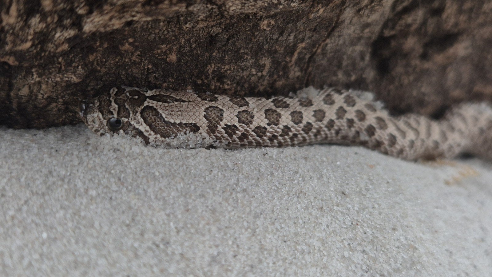 Haakneusslang Het maitai Hognose Snake photo 2