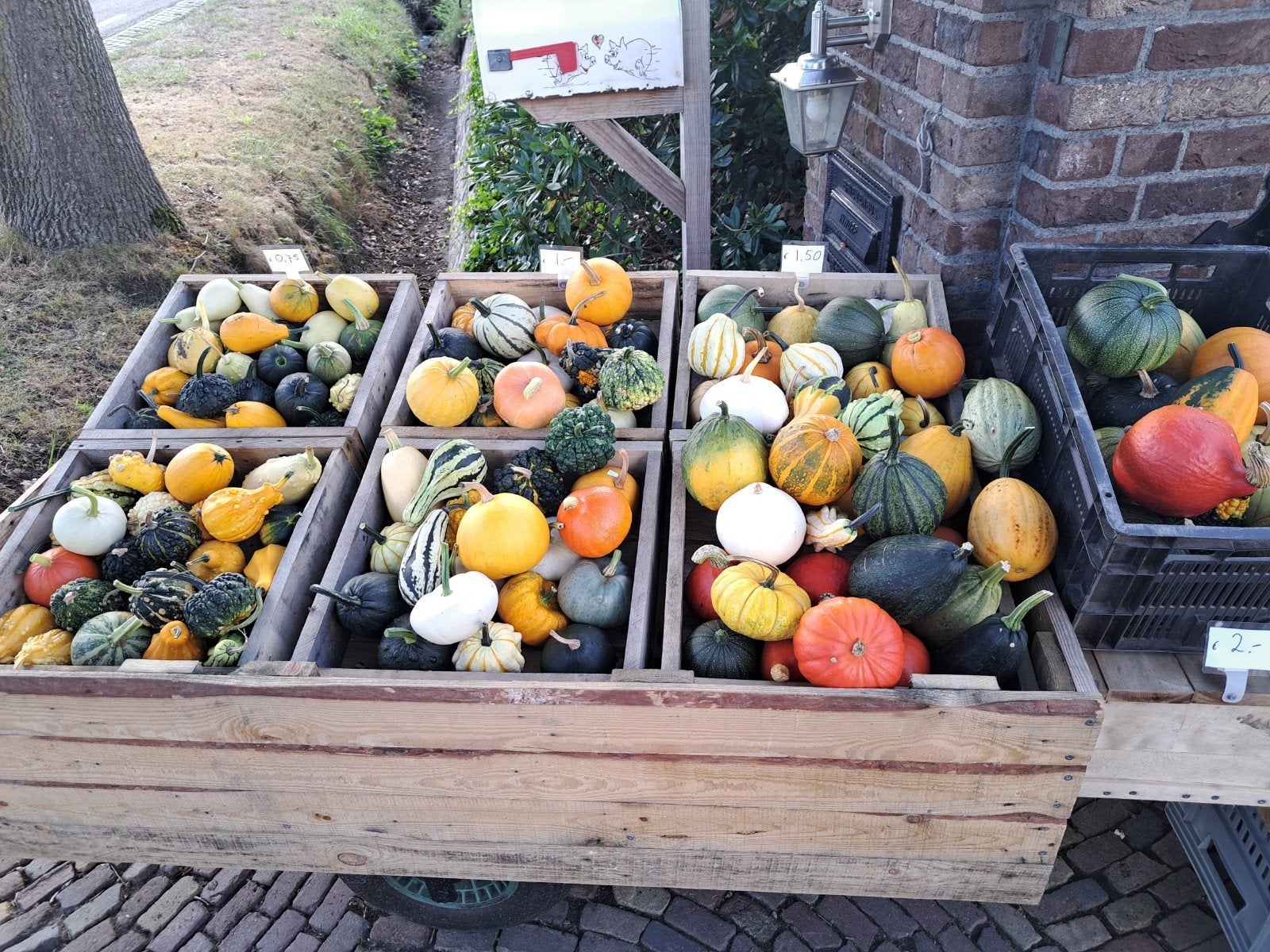 kalebassen en pompoenen tekoop, Tuin en Terras, Overige Tuin en Terras, Ophalen, Nieuw