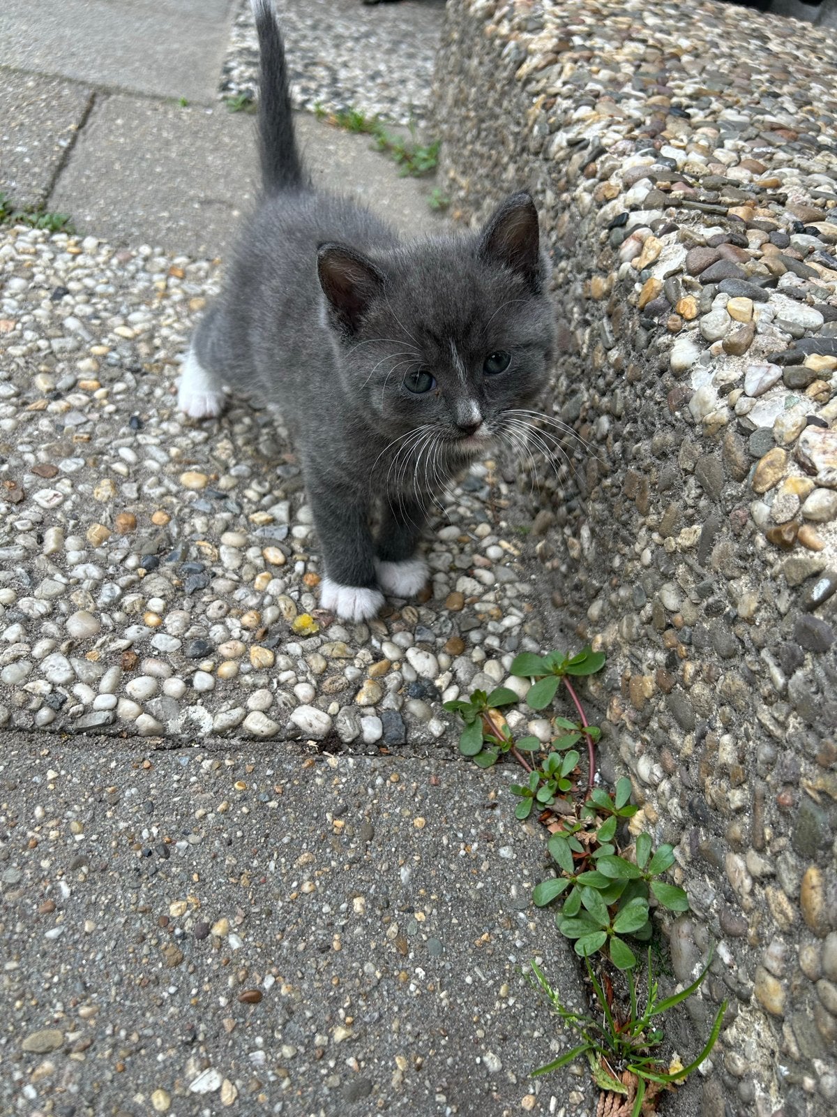 Blauw Russische kittens, Poes, 0 tot 2 jaar