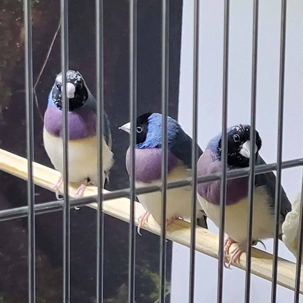 2 zk pb Blauwe gouldamadines mannen van 2026, Mannelijk, Tropenvogel, Geringd