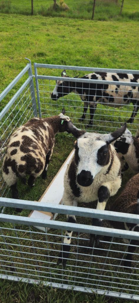 Mooie bonte lammeren. Zwoeger en scrapie vrij, Dieren en Toebehoren