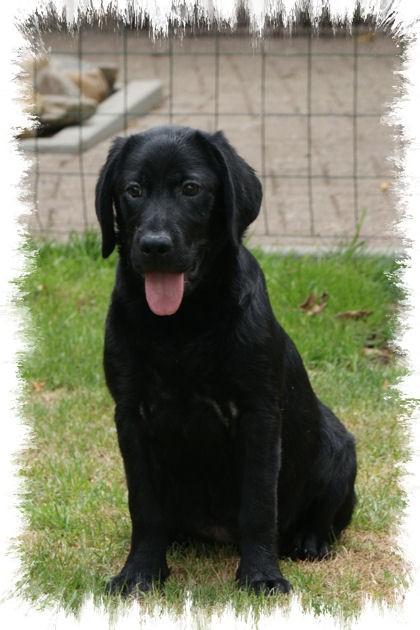 zwarte labrador teefje 5 maanden oud, Parvo, 8 tot 15 weken, Labrador retriever, Meerdere