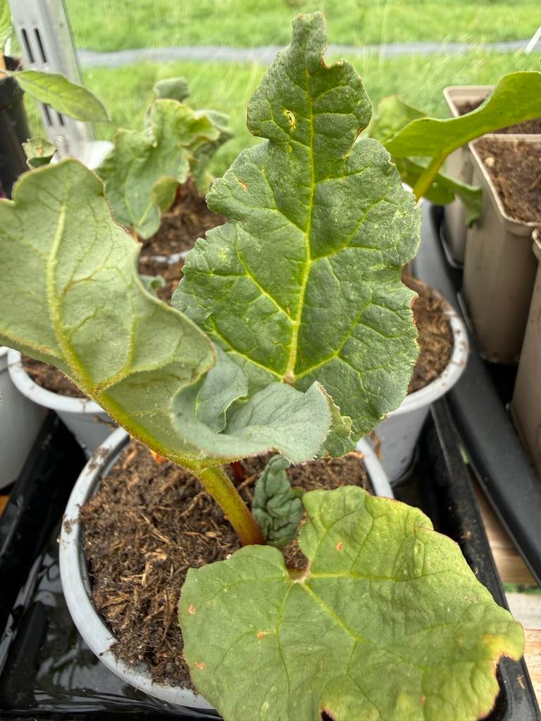 Rabarberplanten, Paprika- en Tomatenplanten te koop, Tuin en Terras, Planten | Tuinplanten, Ophalen, Volle zon, Vaste plant, Zomer