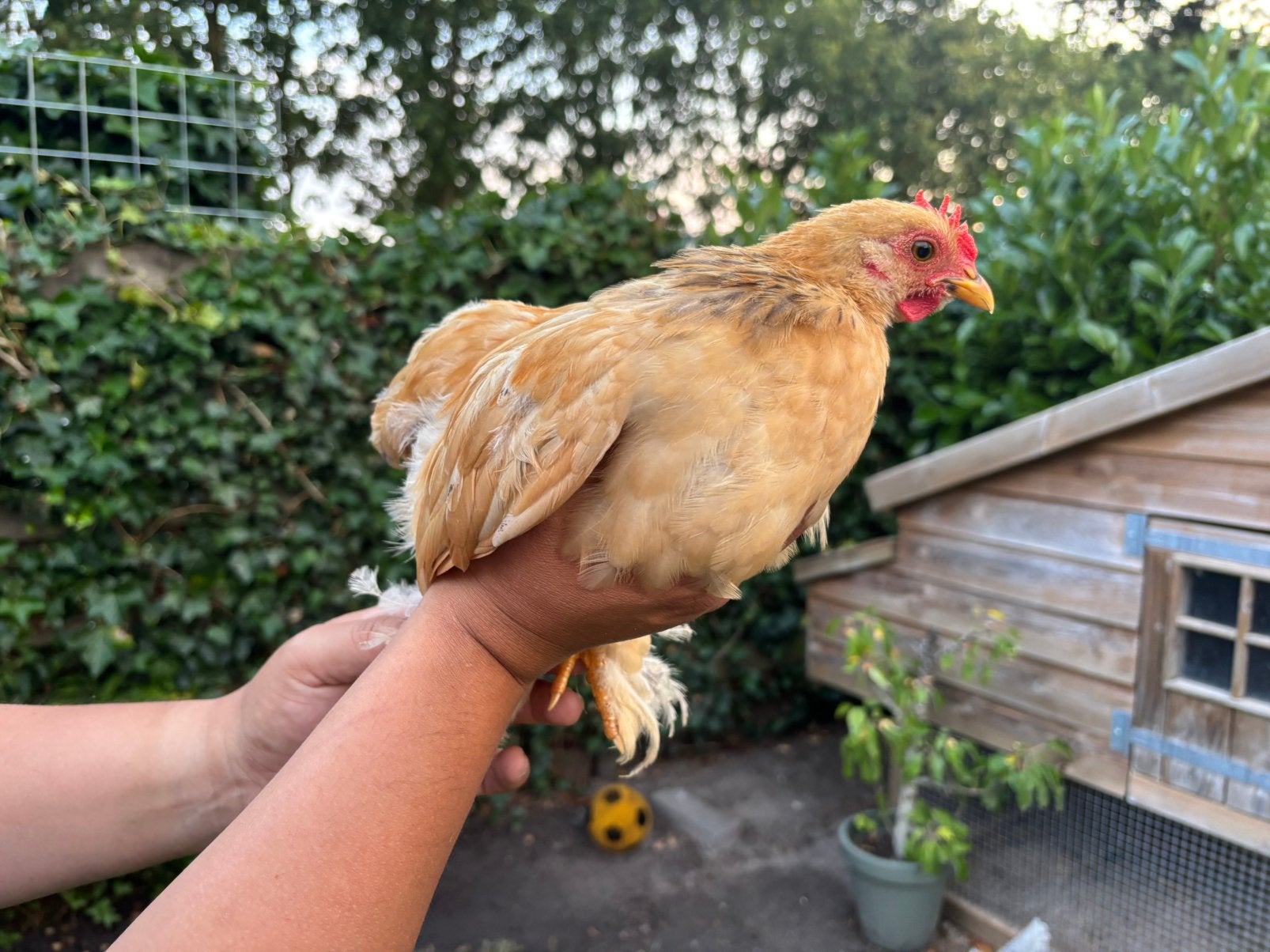 Cochin kriel en krul, Meerdere dieren, Kip