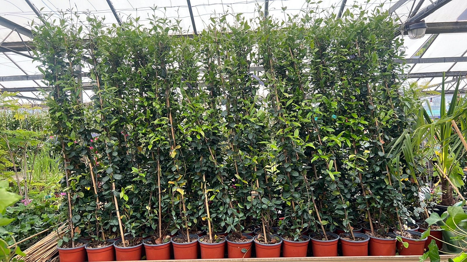 Toscaanse jasmijn 175/200 cm, elke 11e Gratis tot 1 oktober, Tuin en Terras, Ophalen, Volle zon, Vaste plant, Klimplanten