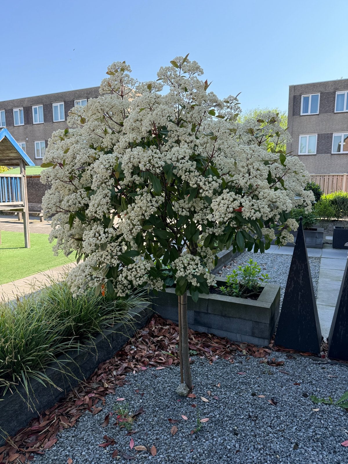 2 Photinia Red Robin planten - Prachtige blikvanger, Tuin en Terras, Planten | Bomen, Ophalen, Volle zon, Overige soorten