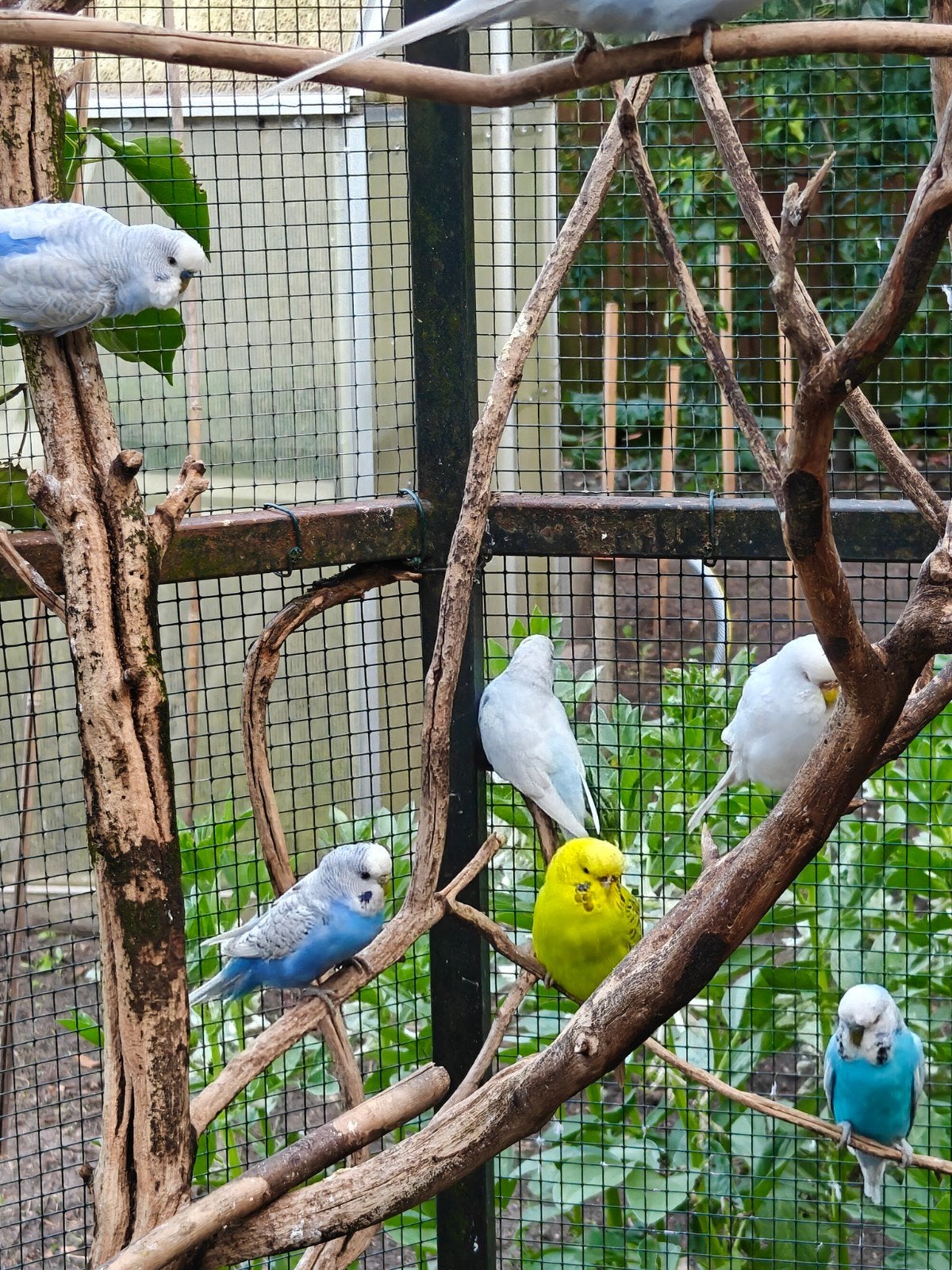 Mooie kleuren grasparkieten., Meerdere dieren, Parkiet