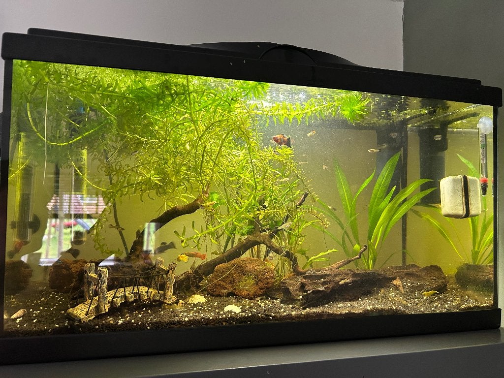Aquarium inclusief vissen & garnalen, Ophalen, Zo goed als nieuw, Gevuld zoetwateraquarium