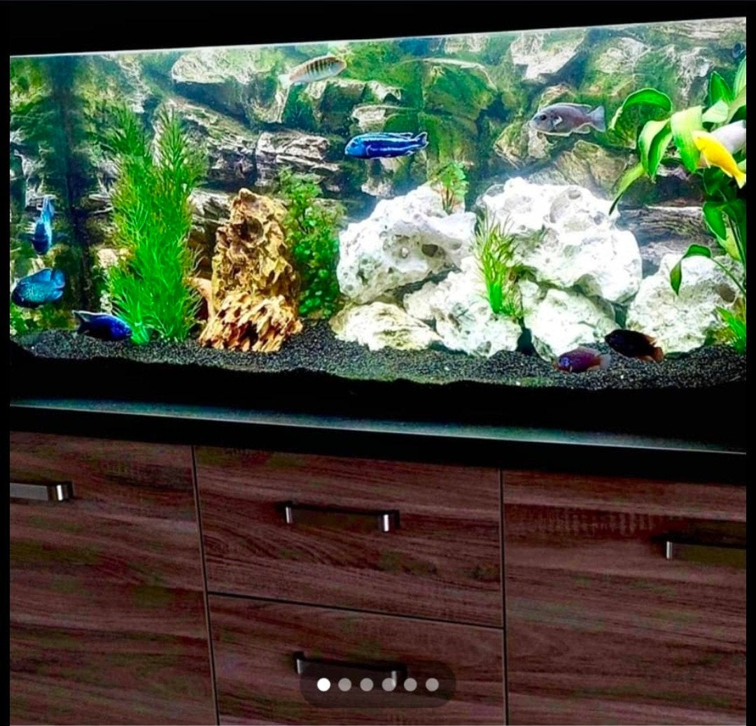 WEGENS OMSTANDIGHEDEN TE KOOP: Compleet Juwel Rio 240 LED Aq, Dieren en Toebehoren, Ophalen, Juwel, Inclusief toebehoren, Gevuld zoetwateraquarium